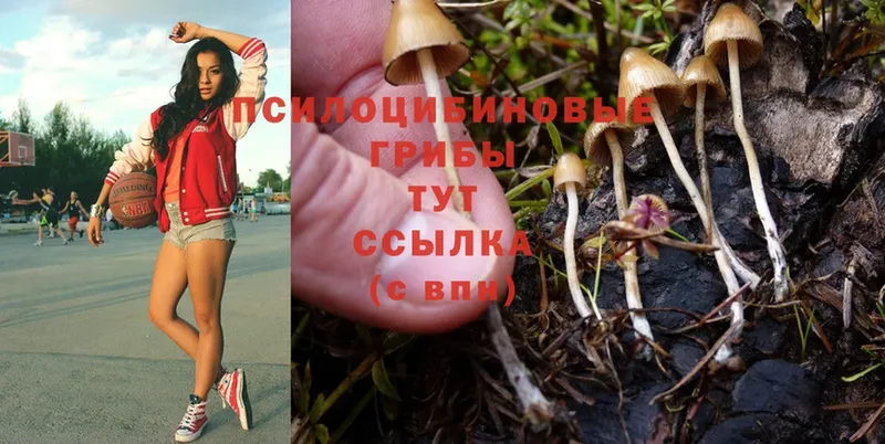 Галлюциногенные грибы Psilocybe  Кинель 